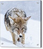 Coyote Coming Through Acrylic Print