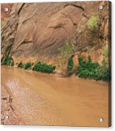 Coyote Gulch Canyon Acrylic Print