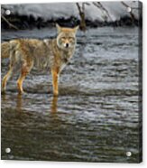 Coyote In The Madison River-signed-#0635 Acrylic Print
