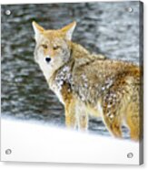 Coyote On Snow At Yellowstone Acrylic Print