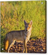 Coyote Puppy In Sunlight Acrylic Print