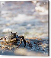 Crab Looking For Food Acrylic Print