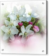Crabapple Blossoms 3 - Acrylic Print