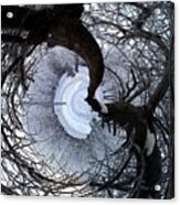 Crabapple Tree Acrylic Print
