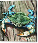 Crabby Blue Acrylic Print