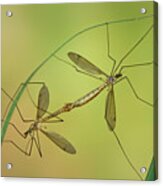 Crane Fly In Love Acrylic Print