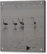 Cranes Acrylic Print