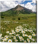Crested Butte Wildflowers Acrylic Print