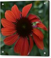 Crimson Cone Flower Acrylic Print