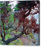 Cypress Tree Ocean Vew Point Lobos State Park Carmel California Acrylic Print