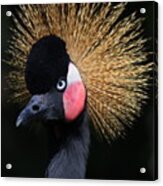 Crowned Crane Acrylic Print