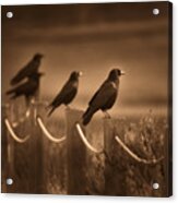 Crows Acrylic Print