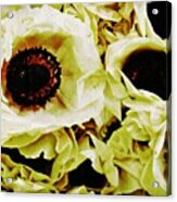 Crumpled White Poppies Acrylic Print