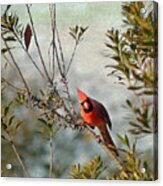Curious Cardinal Acrylic Print