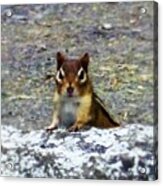 Curious Chipmunk Acrylic Print