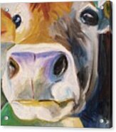 Curious Cow Acrylic Print