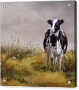 Curious Cow Acrylic Print