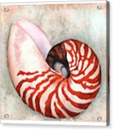 Curled Nautilus Acrylic Print