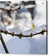 Curved Clumps Of Ice Acrylic Print