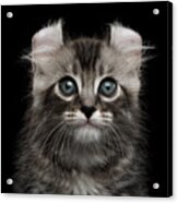 Cute American Curl Kitten With Twisted Ears Isolated Black Background Acrylic Print