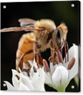 Cute Honey Bee Acrylic Print
