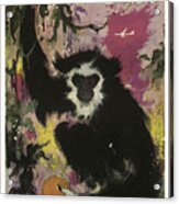 Cute Monkey From A Far East Acrylic Print
