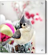 Cute Winter Bird - Tufted Titmouse Acrylic Print