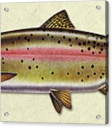 Cutthroat Trout Id Acrylic Print