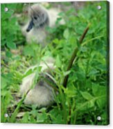 Cygnets V Acrylic Print