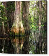 Cypress Acrylic Print