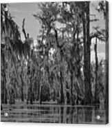 Cypress Swamp Acrylic Print