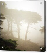 Cyprus Tree Grove In Fog Acrylic Print