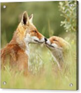 Daddy's Girl - Red Fox Father And Its Young Fox Kit Acrylic Print