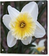 Daffodil At Black Creek Acrylic Print