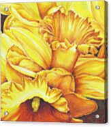Daffodil Drama Acrylic Print