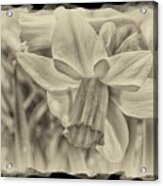 Daffodil In Sepia Framed Acrylic Print