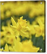 Daffodil Acrylic Print