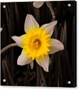 Daffodil Acrylic Print