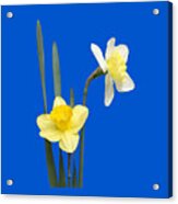 Daffodil Pair - Transparent Acrylic Print