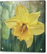 Daffodils In Bloom Acrylic Print
