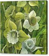 Daffodils Acrylic Print