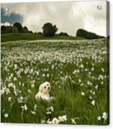 Daffodils White Blossoming With Little White Lilly 6 Acrylic Print
