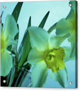 Daffodils2 Acrylic Print