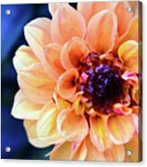 Dahlia Beauty Acrylic Print