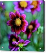 Dahlia Bokeh Acrylic Print