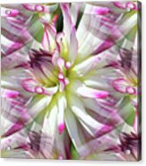 Dahlia Dreams Acrylic Print