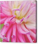 Dahlia Fingers Acrylic Print