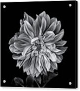Dahlia In Black And White Acrylic Print