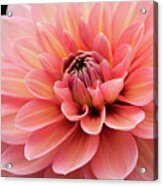 Dahlia In Pink And Peach Acrylic Print