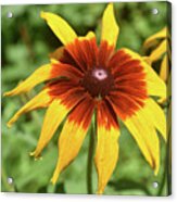 Dainty Black Eyed Susan Blooming In Nature Acrylic Print